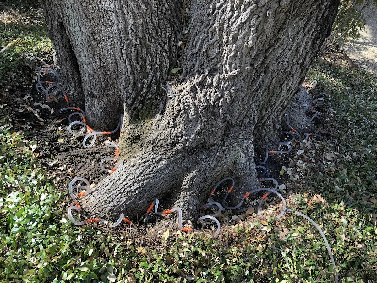 Detailed Tree Cabling and Bracing job site in Mc Louth