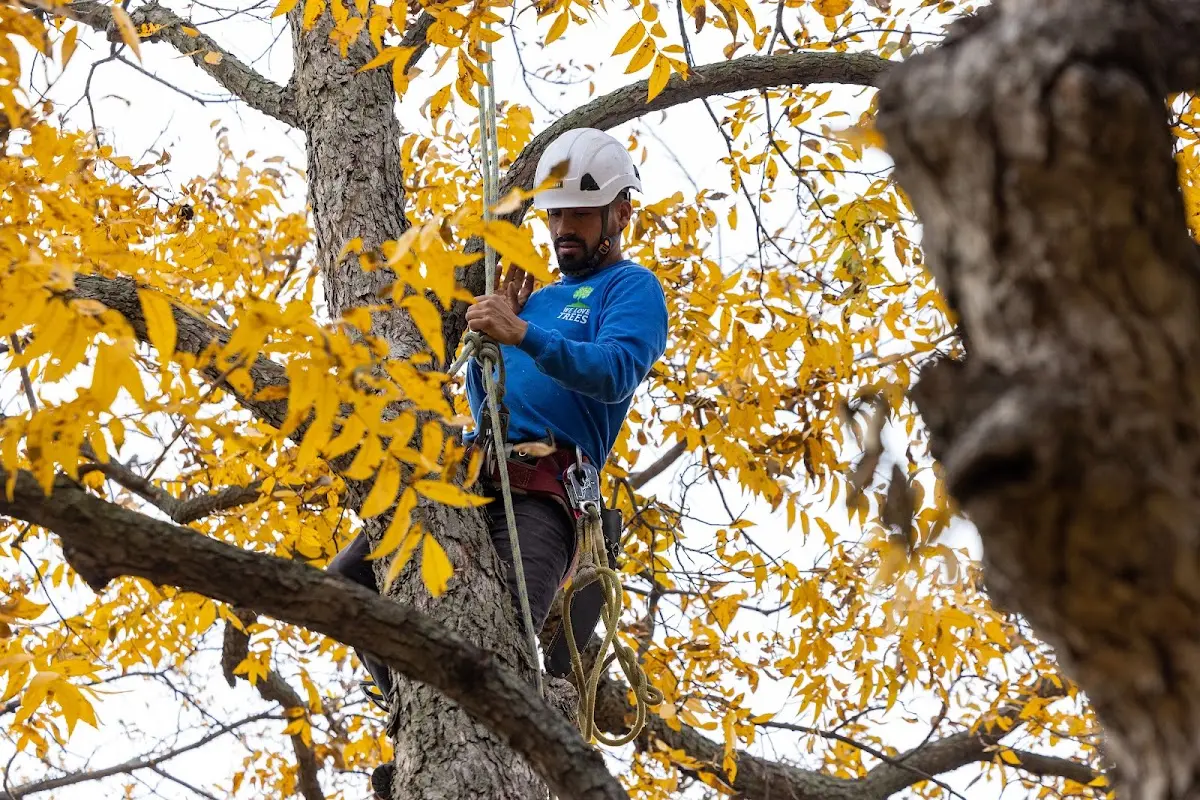 Skilled Tree Trimming crew working in Mc Louth